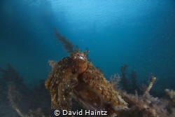 Blairgowrie Cuttlefish by David Haintz 